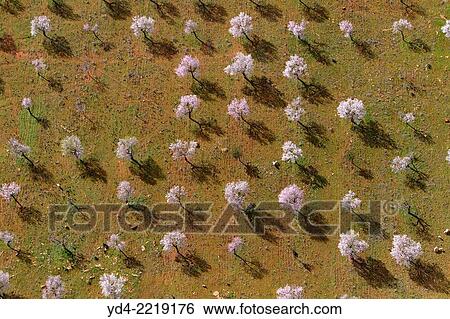 Aerial view of almond trees in flowers in the farm land, Mallorca lands, Balearic Island, Spain. View Large Photo Image Stock Photograph - Aerial view of almond trees in flowers in the farm land, Mallorca lands, Balearic Island, Spain.. Fotosearch