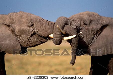 Stock Image - African Elephant, Loxodonta Africana, Kenya.. Fotosearch