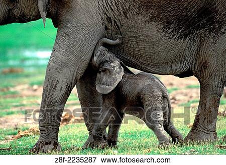 Stock Photo - African Elephant, Loxodonta Africana, Kenya.. Fotosearch
