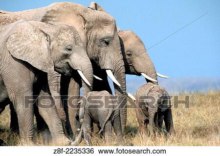 Stock Photograph - African Elephant, Loxodonta Africana, Kenya.. Fotosearch