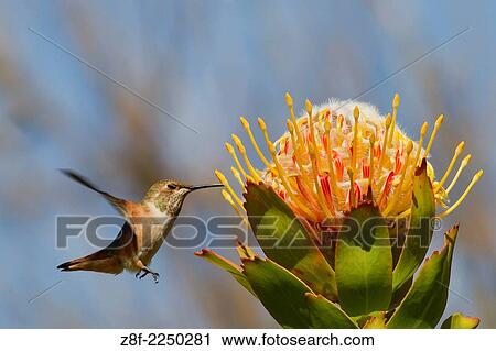 Allen´s Hummingbird feeding of a Protea flower. (Selasporus sasin). Irvine, California. View Large Photo Image Stock Image - Allen´s Hummingbird feeding of a Protea flower. (Selasporus sasin). Irvine, California.. Fotosearch
