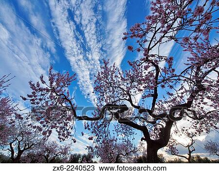 Almond trees in blossom at La Galera Village neighbourhood. Montsia Region, Tarragona Province, Catalonia, Spain. View Large Photo Image Stock Image - Almond trees in blossom at La Galera Village neighbourhood. Montsia Region, Tarragona Province, Catalonia, Spain.. Fotosearch
