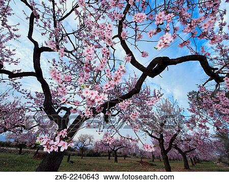 Almond trees in blossom at La Galera Village neighbourhood. Montsia Region, Tarragona Province, Catalonia, Spain. View Large Photo Image Stock Image - Almond trees in blossom at La Galera Village neighbourhood. Montsia Region, Tarragona Province, Catalonia, Spain.. Fotosearch