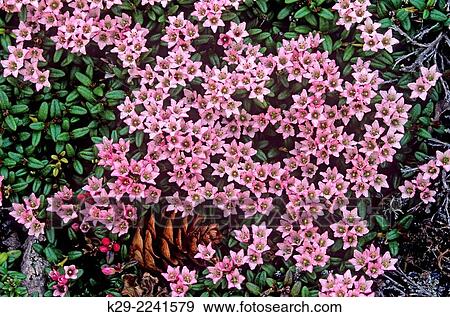 Stock Photo - Alpine azalea (Loiseleuria procumbens), Churchill, Manitoba, Canada.. Fotosearch