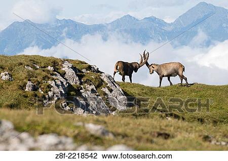 Alpine Ibex (Capra ibex). View Large Photo Image Stock Image - Alpine Ibex (Capra ibex).. Fotosearch