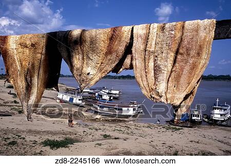 amazon river. View Large Photo Image Stock Photograph - amazon river.. Fotosearch