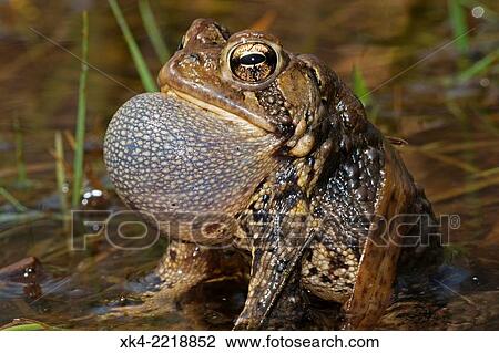 American toad, (Bufo americanus), male calling to attract females, New York, USA View Large Photo Image Stock Image - American toad, (Bufo americanus), male calling to attract females, New York, USA. Fotosearch