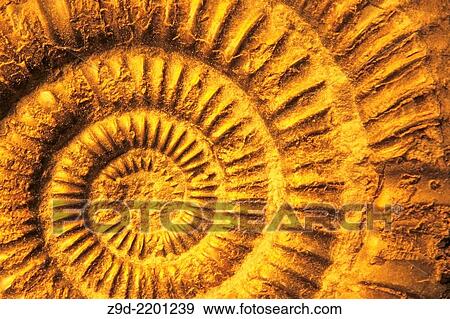 Ammonite fossil close up. View Large Photo Image Stock Photo - Ammonite fossil close up.. Fotosearch