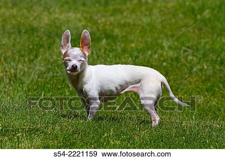 An adult female chihuahua outdoors enjoying the sunshine and sticking out her tongue. View Large Photo Image Stock Photo - An adult female chihuahua outdoors enjoying the sunshine and sticking out her tongue.. Fotosearch