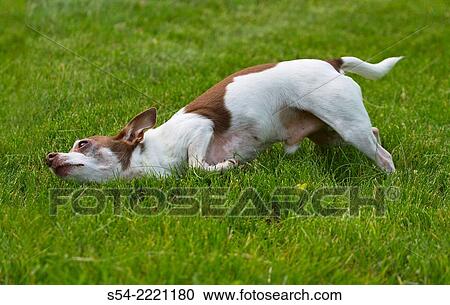 An adult male chihuahua rolling in the grass. View Large Photo Image Stock Image - An adult male chihuahua rolling in the grass.. Fotosearch