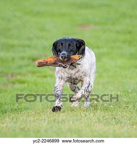 Stock Photo - An English Springer Spaniel dog fetches a stick.. Fotosearch