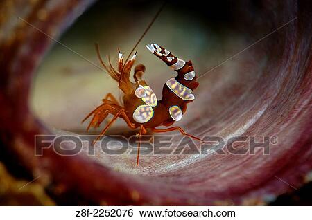 Stock Photograph - Anemone Shrimp aka sexy shrimp, thor ammboinensis, Lembeh Strait, North Sulawesi, Indonesia.. Fotosearch