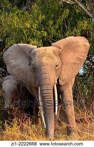 angry elephant in queen Elizabeth national park, Uganda View Large Photo Image Stock Photo - angry elephant in queen Elizabeth national park, Uganda. Fotosearch