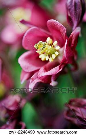 Aquilegia close up. View Large Photo Image Stock Image - Aquilegia close up.. Fotosearch