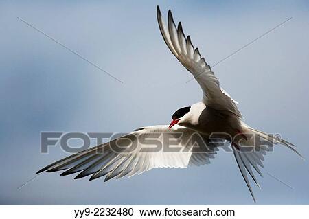 Arctic Tern (Sterna paradisaea) in Flight - Jokulsarlon, Southern Iceland. View Large Photo Image Stock Image - Arctic Tern (Sterna paradisaea) in Flight - Jokulsarlon, Southern Iceland.. Fotosearch