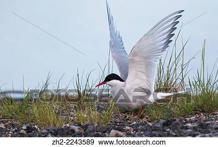 Stock Photo - Arctic tern, Sterna paradisaea, sitting on ground and flapping wings.. Fotosearch