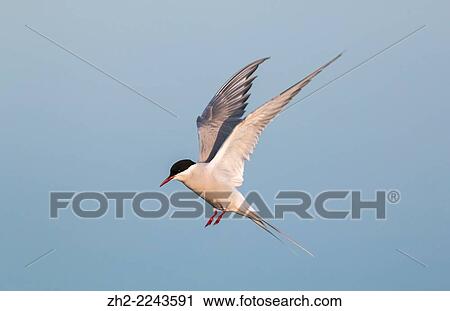 Arctic tern, Sterna paradisaea, hovering. View Large Photo Image Stock Image - Arctic tern, Sterna paradisaea, hovering.. Fotosearch