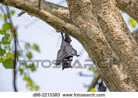 Asia, India, Karnataka, Nagarhole national park, Tiger reserve of Kabini, Indian flying fox (Pteropus giganteus). View Large Photo Image Stock Image - Asia, India, Karnataka, Nagarhole national park, Tiger reserve of Kabini, Indian flying fox (Pteropus giganteus).. Fotosearch