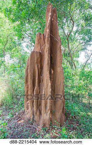 Asia, India, Maharashtra, Tadoba Andhari Tiger Reserve, Tadoba national park, termit hill. View Large Photo Image Picture - Asia, India, Maharashtra, Tadoba Andhari Tiger Reserve, Tadoba national park, termit hill.. Fotosearch