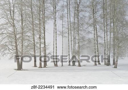 Stock Image - Aspen trees with fog and winter snow; Crater Lake Highway near Fort Klamath, Oregon.. Fotosearch