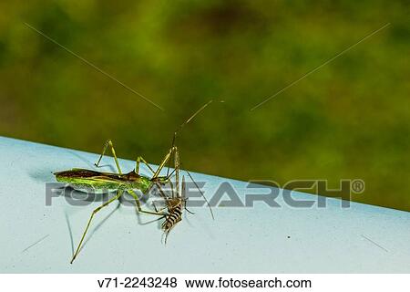 Assassin Bug (Zelus luridus) Feeding on Mosquito. View Large Photo Image Stock Photo - Assassin Bug (Zelus luridus) Feeding on Mosquito.. Fotosearch