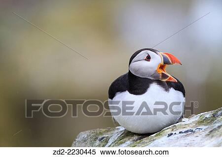 Atlantic Puffin (Fratercula arctica) adult calling on coastal rocks. Farne islands. Northumberland. UK. View Large Photo Image Stock Photography - Atlantic Puffin (Fratercula arctica) adult calling on coastal rocks. Farne islands. Northumberland. UK.. Fotosearch