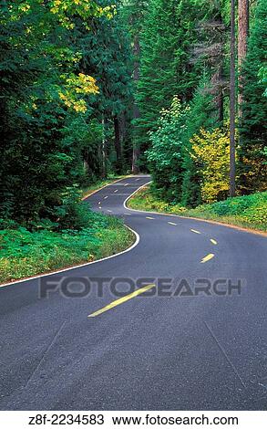 Aufderheide Memorial Drive, the West Cascades National Scenic Byway; Willamette National Forest, Cascade Mountains, Oregon. View Large Photo Image Stock Image - Aufderheide Memorial Drive, the West Cascades National Scenic Byway; Willamette National Forest, Cascade Mountains, Oregon.. Fotosearch