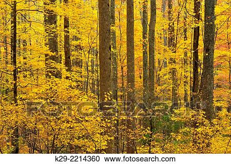Autumn colour in the hardwood forest on the Laurel Creek Road, Great Smoky Mountains NP, Tennessee, USA. View Large Photo Image Stock Image - Autumn colour in the hardwood forest on the Laurel Creek Road, Great Smoky Mountains NP, Tennessee, USA.. Fotosearch