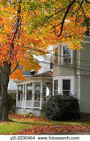 Picture - Autumn leaves capture the sunlight near a home in Litchfield, Connecticut, USA.. Fotosearch