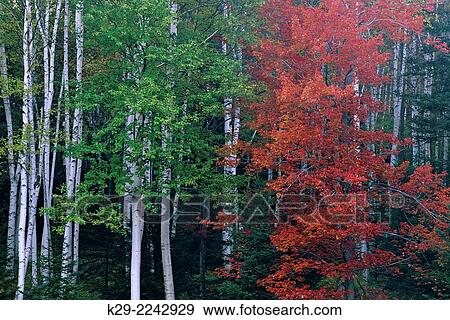 Stock Photo - Autumn maples and birch trees, Glen House, New Hampshire, USA. Fotosearch