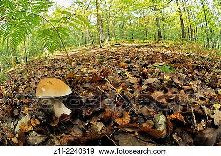 Stock Photo - Autumnal Bordeaux ceps in a forest next to Paris, France.. Fotosearch