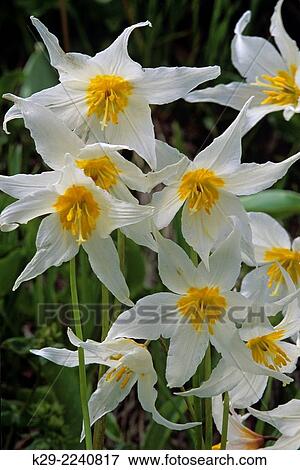 Avalanche lilies (Erythronium montanum), Mt. Rainier National Park, Washington, USA. View Large Photo Image Stock Photo - Avalanche lilies (Erythronium montanum), Mt. Rainier National Park, Washington, USA.. Fotosearch