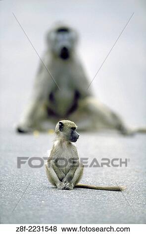 baby Chacma Baboon sitting in road, adult looming in background (Papio cynocephalus ursinus). Kruger National Park South Africa. View Large Photo Image Stock Photo - baby Chacma Baboon sitting in road, adult looming in background (Papio cynocephalus ursinus). Kruger National Park South Africa.. Fotosearch