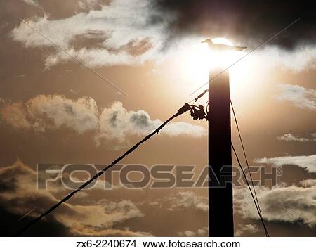 Backlit Seagull. Ebro River Delta Natural Park, Tarragona province, Catalonia, Spain. View Large Photo Image Picture - Backlit Seagull. Ebro River Delta Natural Park, Tarragona province, Catalonia, Spain.. Fotosearch