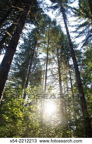 Backlit trees in the Siuslaw National Forest near Florence, Oregon, USA. View Large Photo Image Stock Image - Backlit trees in the Siuslaw National Forest near Florence, Oregon, USA.. Fotosearch