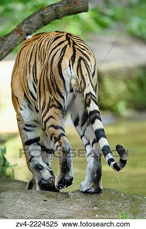 Backside of a walking Siberian tiger (Panthera tigris altaica). View Large Photo Image Stock Photography - Backside of a walking Siberian tiger (Panthera tigris altaica).. Fotosearch