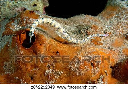 banded pipefish, Doryrhamphus sp. searches for food on coral, Lembeh Strait, North Sulawesi, Indonesia. View Large Photo Image Stock Photo - banded pipefish, Doryrhamphus sp. searches for food on coral, Lembeh Strait, North Sulawesi, Indonesia.. Fotosearch