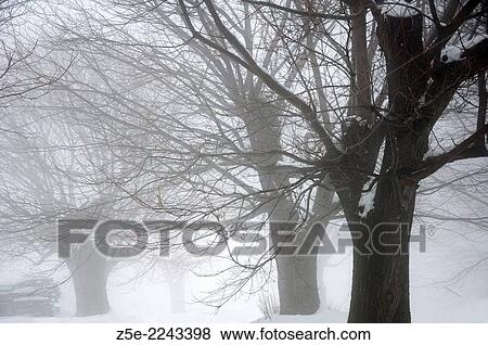 Stock Photo - Bare trees in foggy winter landscape - Pelion Peninsula, Thessaly, Greece. Fotosearch