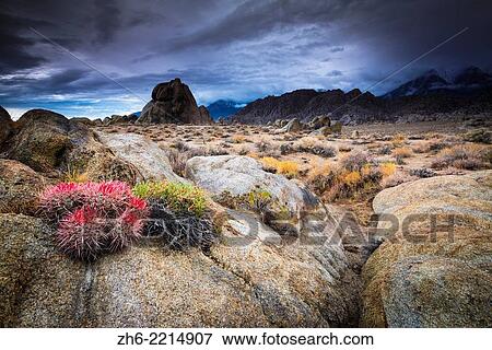 Stock Photo - Barrel cactus in the Alabama Hills, Owen´s Valley, California USA.. Fotosearch