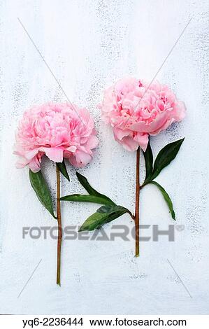 Beautiful pink peonies on white background, still life. View Large Photo Image Picture - Beautiful pink peonies on white background, still life.. Fotosearch
