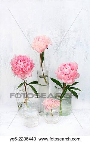 Beautiful soft pink peonies artistic still life on white painted background. View Large Photo Image Stock Image - Beautiful soft pink peonies artistic still life on white painted background.. Fotosearch