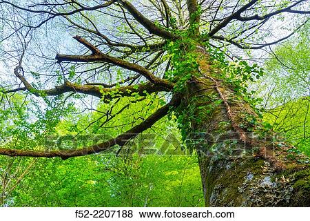 Beech forest, Saja-Besaya Natural Park, Cantabria, Spain, Europe. View Large Photo Image Stock Photo - Beech forest, Saja-Besaya Natural Park, Cantabria, Spain, Europe.. Fotosearch