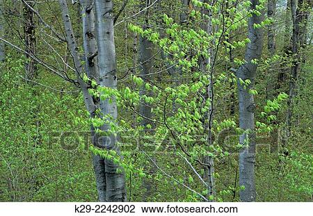 Beech maple forest in spring, Tahquamenon Falls State Park, Michigan, USA. View Large Photo Image Stock Image - Beech maple forest in spring, Tahquamenon Falls State Park, Michigan, USA.. Fotosearch