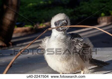 Belize, Half Moon Caye, red-footed boobie. View Large Photo Image Picture - Belize, Half Moon Caye, red-footed boobie.. Fotosearch
