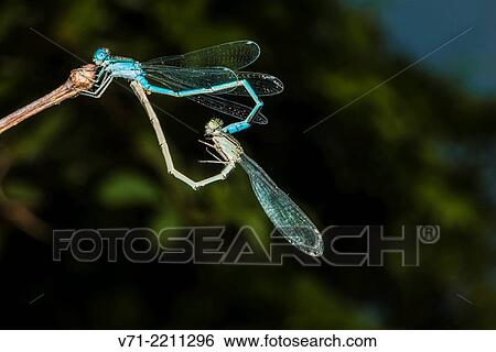 Stock Photograph - Big Bluet Enallagma durum Mating on Virginia Creeper Parthenocissus quinquefolia Stem.. Fotosearch