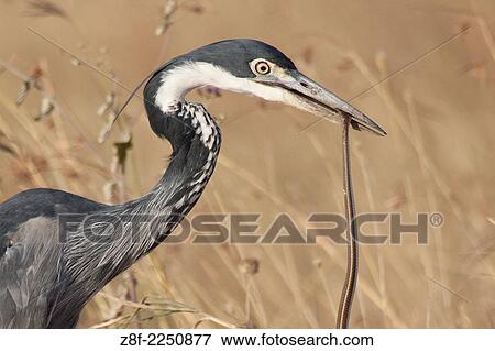 Black-Headed Heron catchs and eats a snake-closeup. (Ardea melanocephala). Serengeti National Park, Tanzania. View Large Photo Image Stock Photo - Black-Headed Heron catchs and eats a snake-closeup. (Ardea melanocephala). Serengeti National Park, Tanzania.. Fotosearch
