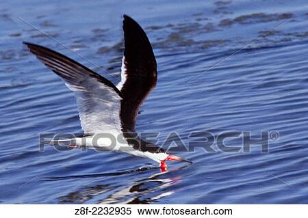 Black Skimmer skimming by flying above the water with its lower jaw below the surface. (Rynchops nigher). Back Bay Reserve, California. View Large Photo Image Stock Photography - Black Skimmer skimming by flying above the water with its lower jaw below the surface. (Rynchops nigher). Back Bay Reserve, California.. Fotosearch
