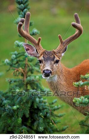 Black-tailed Deer buck (Odocoileus hemionus columbianus), north Nanaimo, Vancouver Island, British Columbia. View Large Photo Image Stock Image - Black-tailed Deer buck (Odocoileus hemionus columbianus), north Nanaimo, Vancouver Island, British Columbia.. Fotosearch