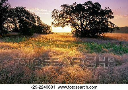 Stock Image - Black willow trees silhouetted in meadow at sunrise, Greater Sudbury, Ontario, Canada.. Fotosearch