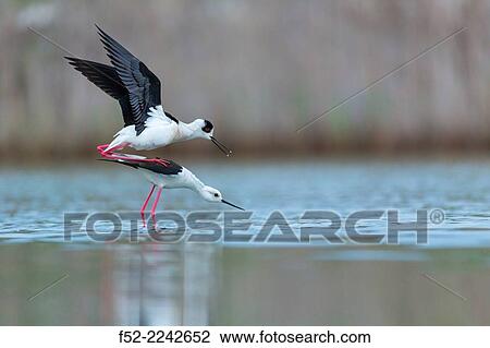 Stock Image - Black-winged stilt, common stilt, or pied stilt (Himantopus himantopus), Bulgaria. Fotosearch